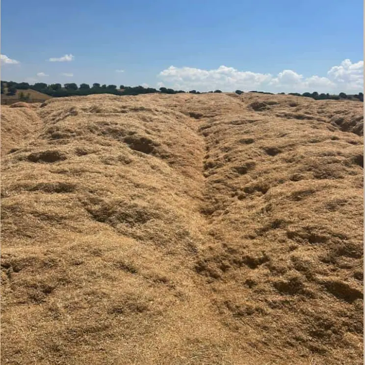 Kaman mercimek samanı, 250 ton